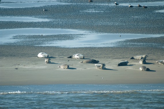 Seehunde im Watt